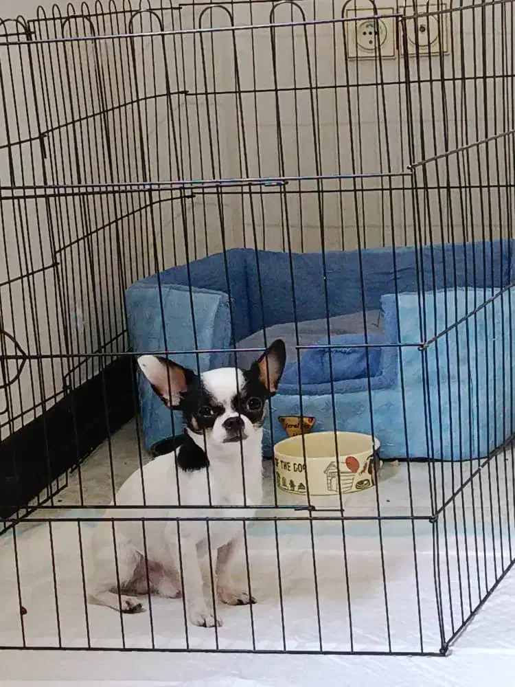 سگ شیواوا|سگ|تهران, پامنار|دیوار