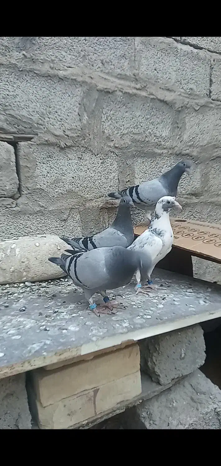 جوجه پلاکی مسافتی|پرنده|حمیدیه, |دیوار