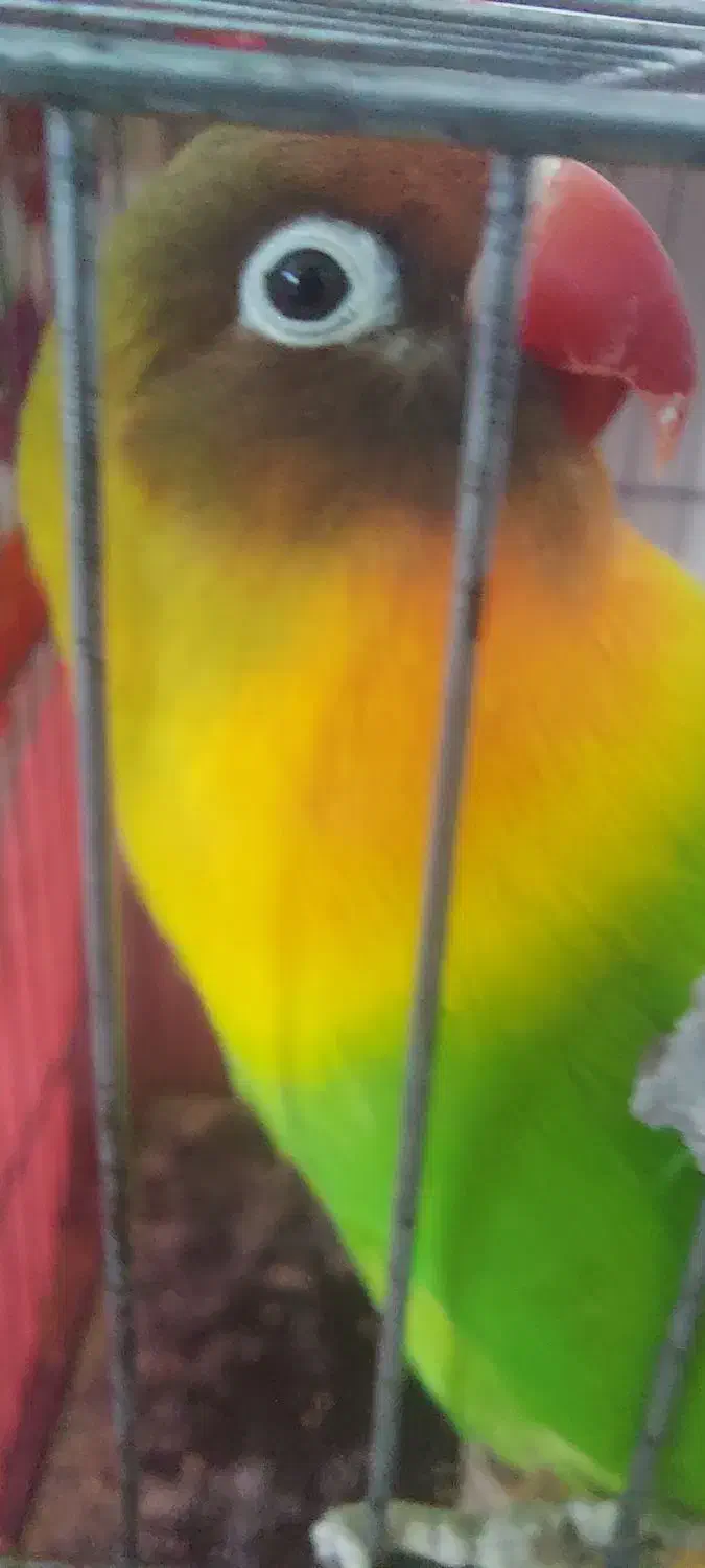 طوطی برزیلی نر|پرنده|اردبیل, |دیوار