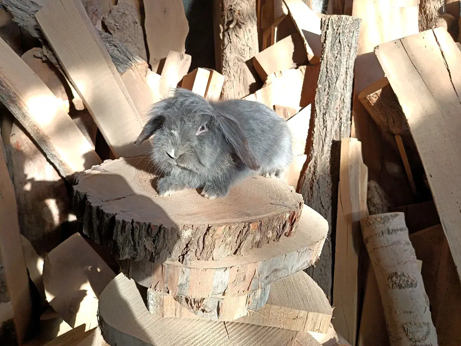 خرگوش لوپ بلو نر|موش و خرگوش|نجف‌آباد, امام خمینی|دیوار