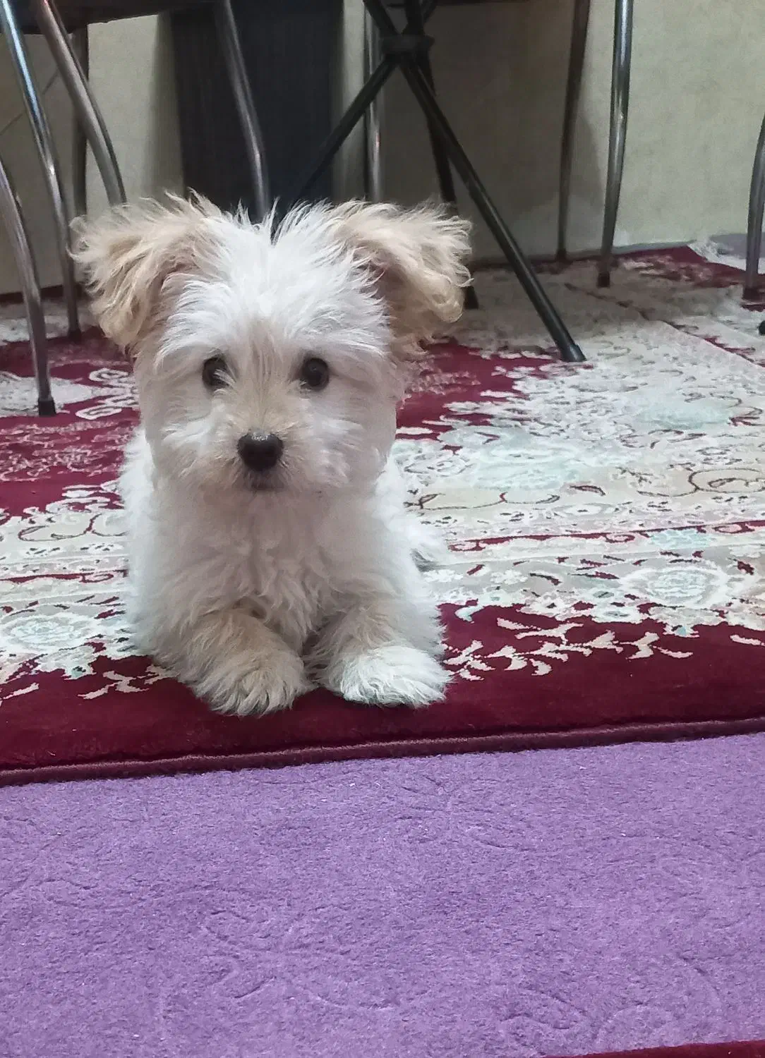 تریر|سگ|تبریز, |دیوار