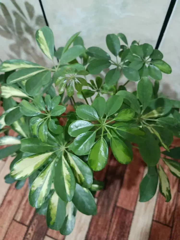 شفلرا طلایی|گل و گیاه طبیعی|ایذه, |دیوار