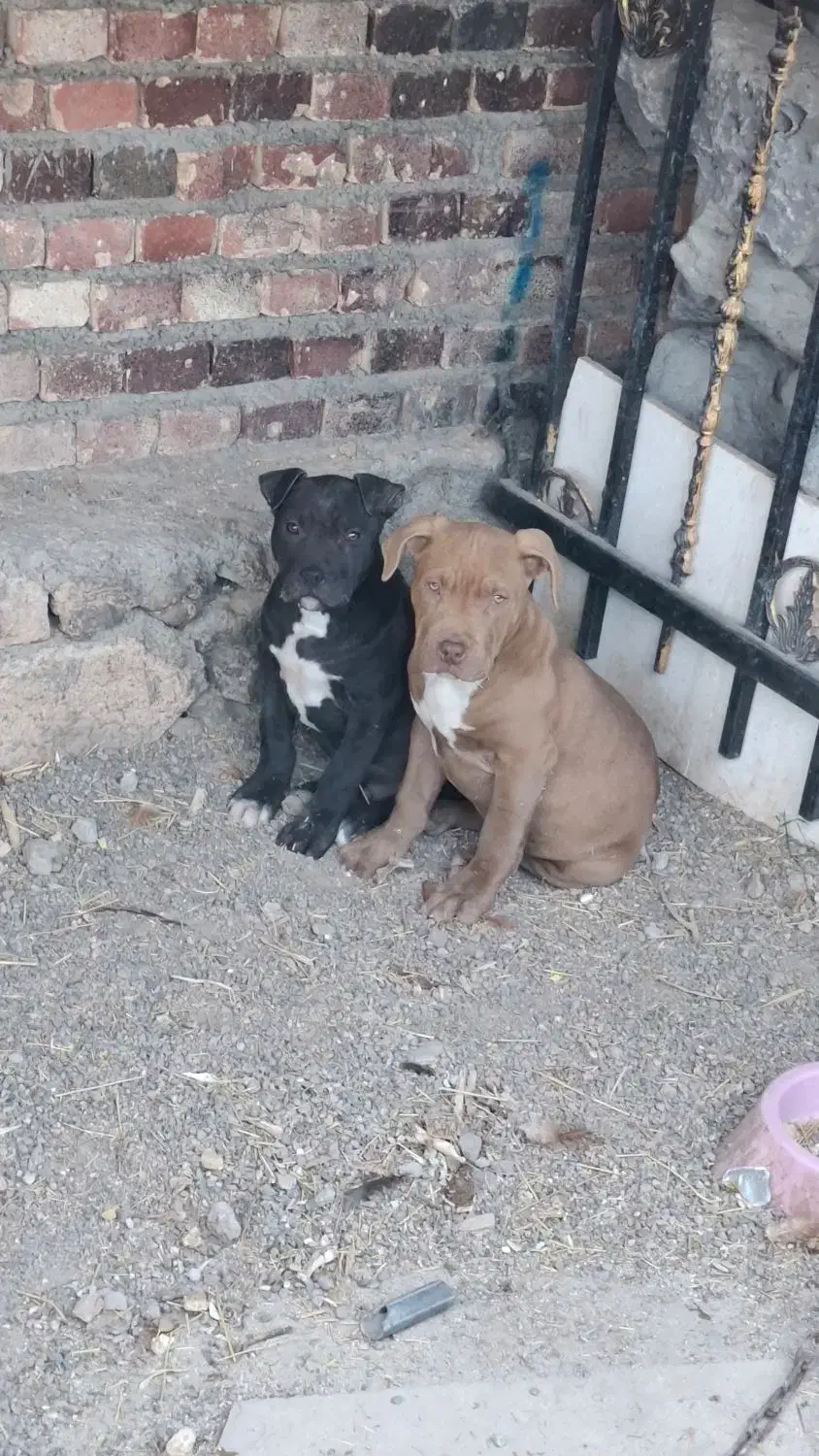 توله پیتبول|سگ|بازرگان, |دیوار