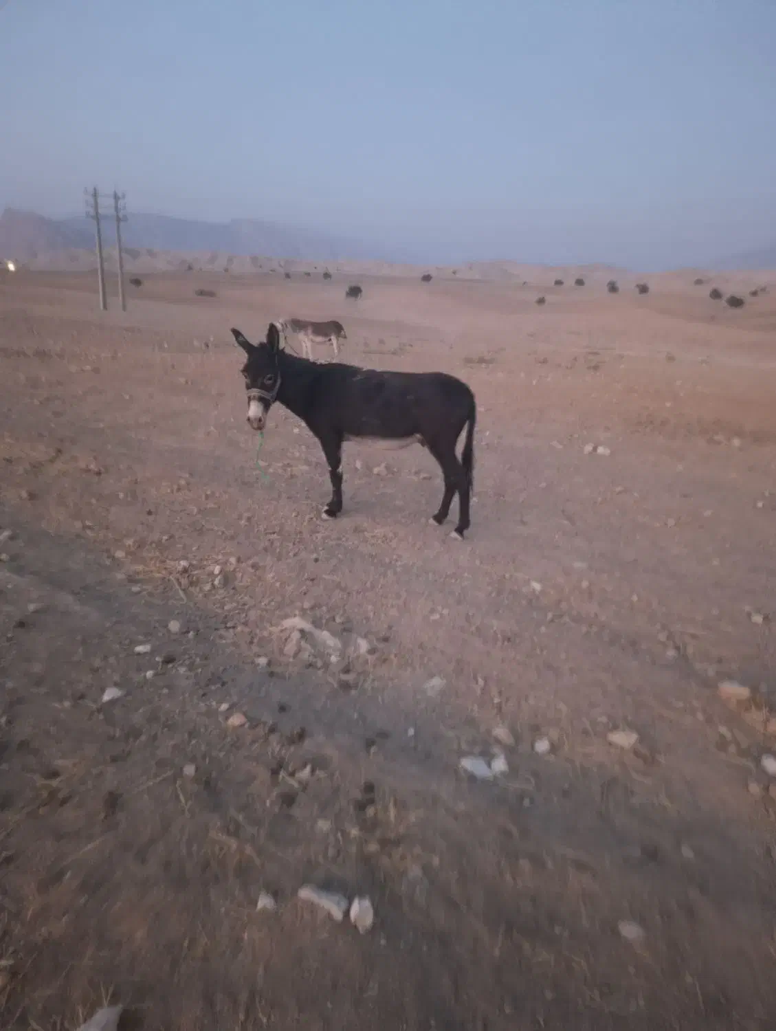 الاغ یا خر نر|حیوانات مزرعه|سوق, |دیوار