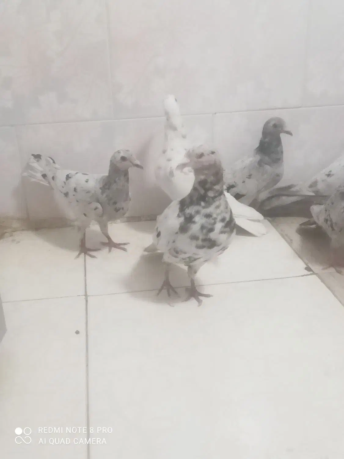 کبوترسرور|پرنده|ملکشاهی, |دیوار