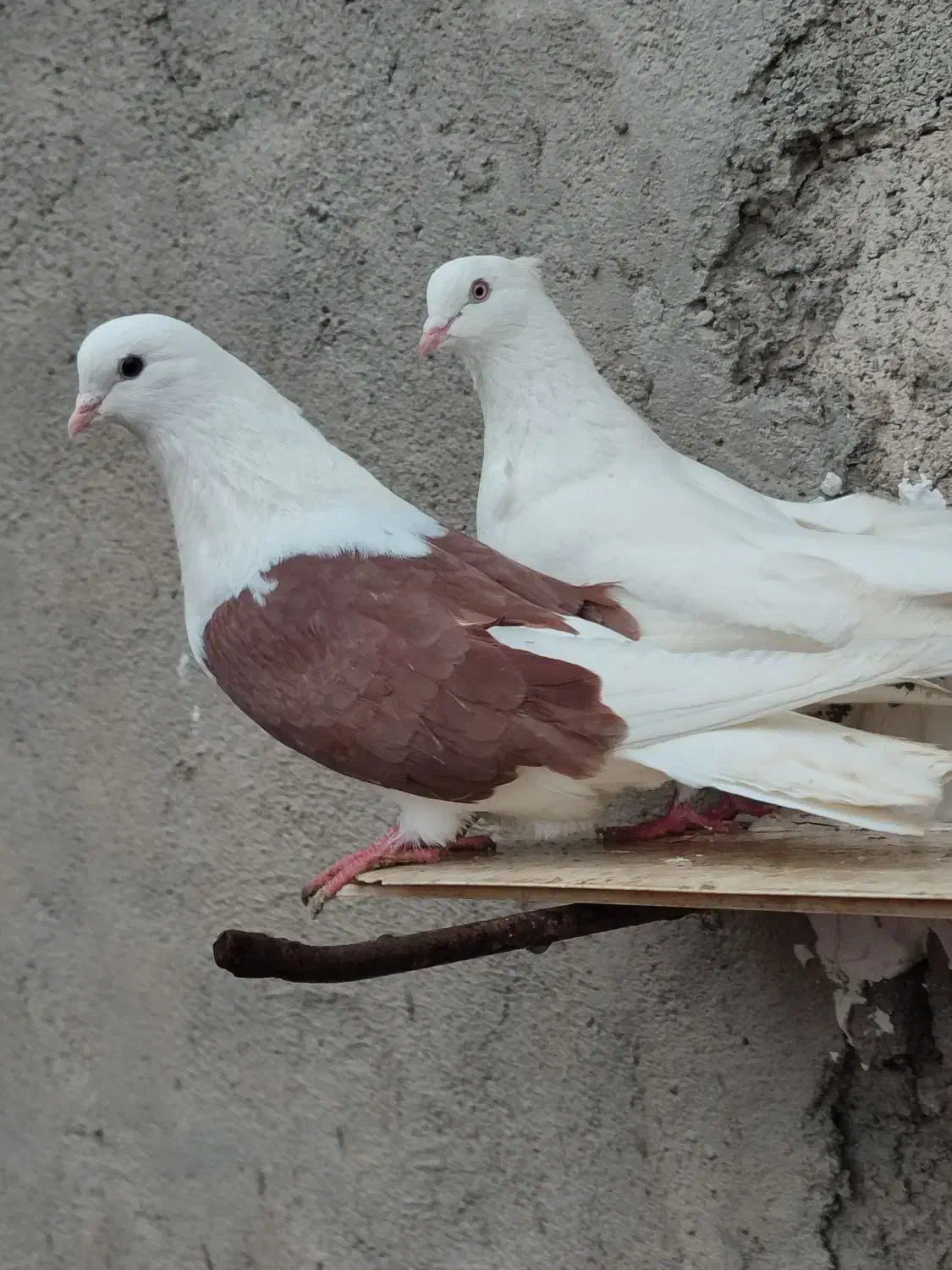 جفت طوقی|پرنده|اردبیل, |دیوار