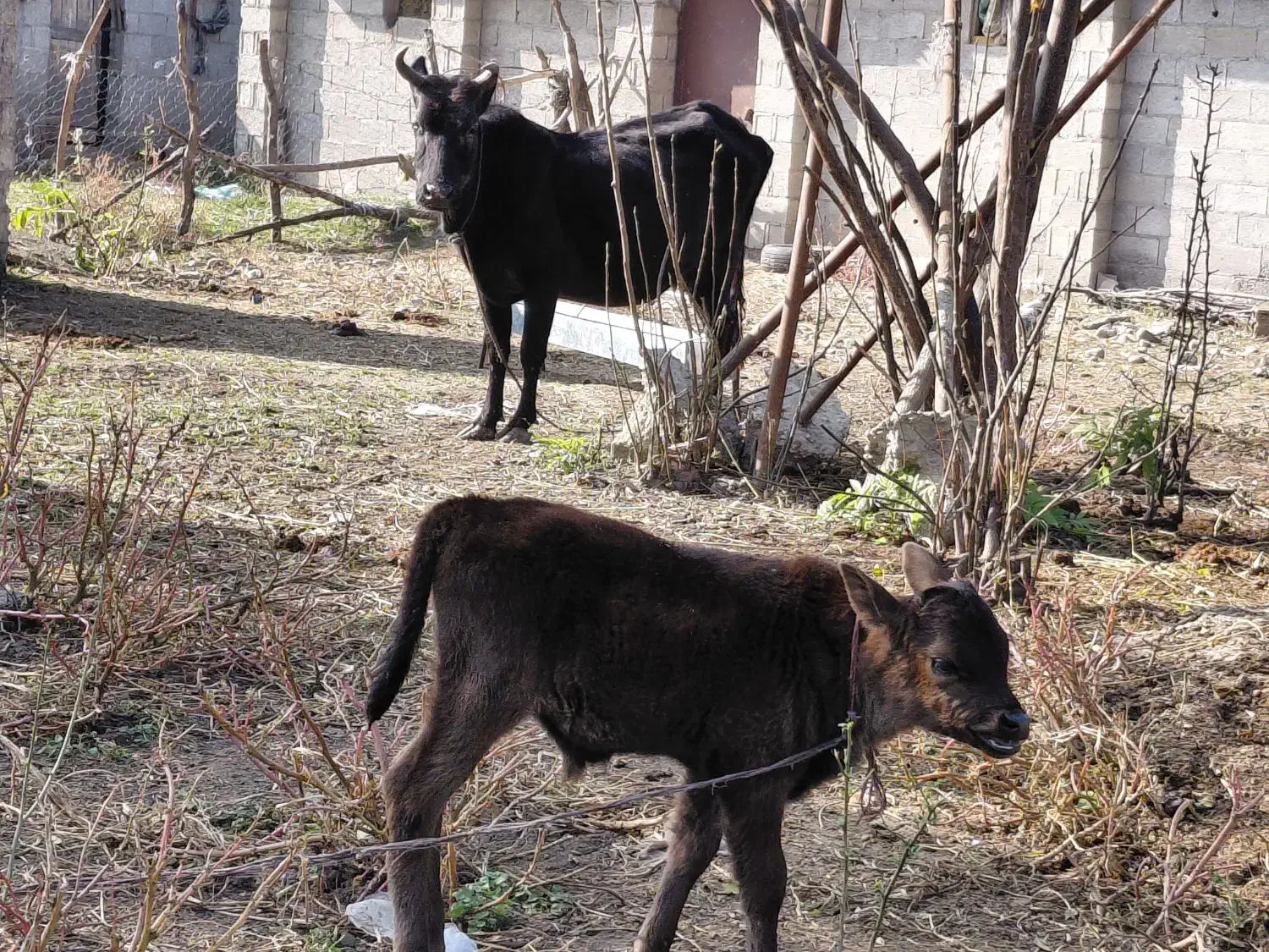 گاوو گوساله نر|حیوانات مزرعه|رشت, نیکمرام|دیوار