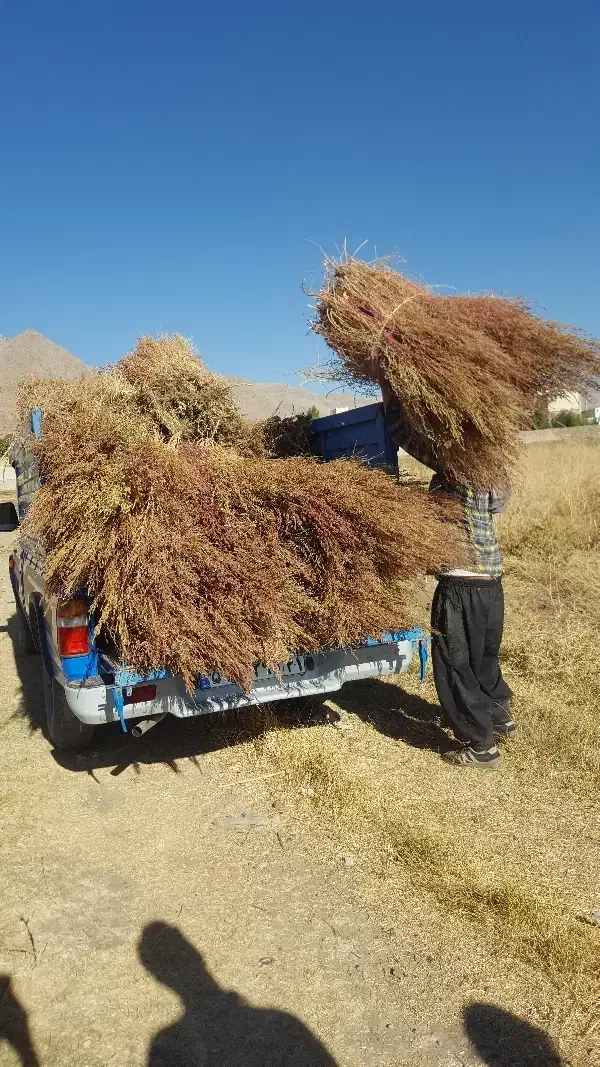 جارو|لوازم نظافت|نورآباد, |دیوار
