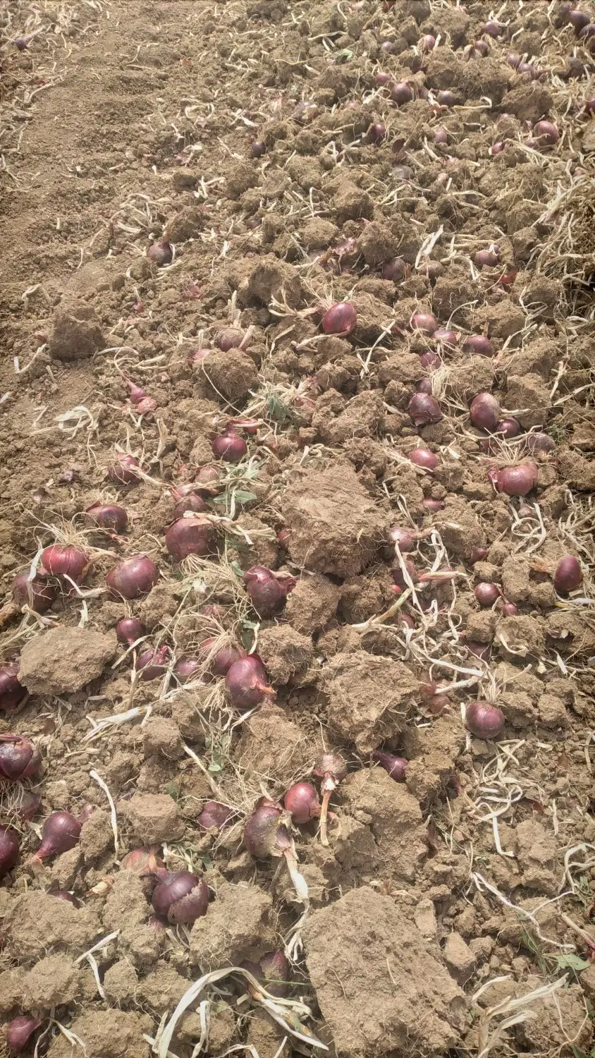 پیاز|خوردنی و آشامیدنی|حمیل, |دیوار