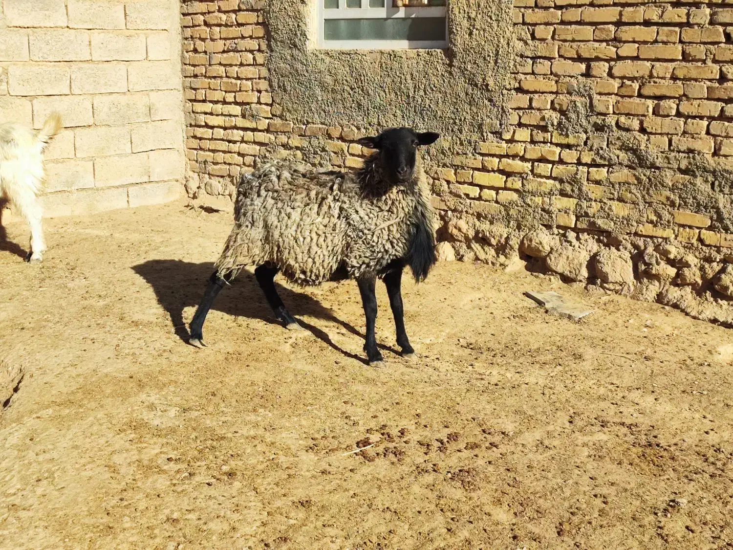 شیشک قوچ رومانوف اصل بذری|حیوانات مزرعه|بختگان, |دیوار