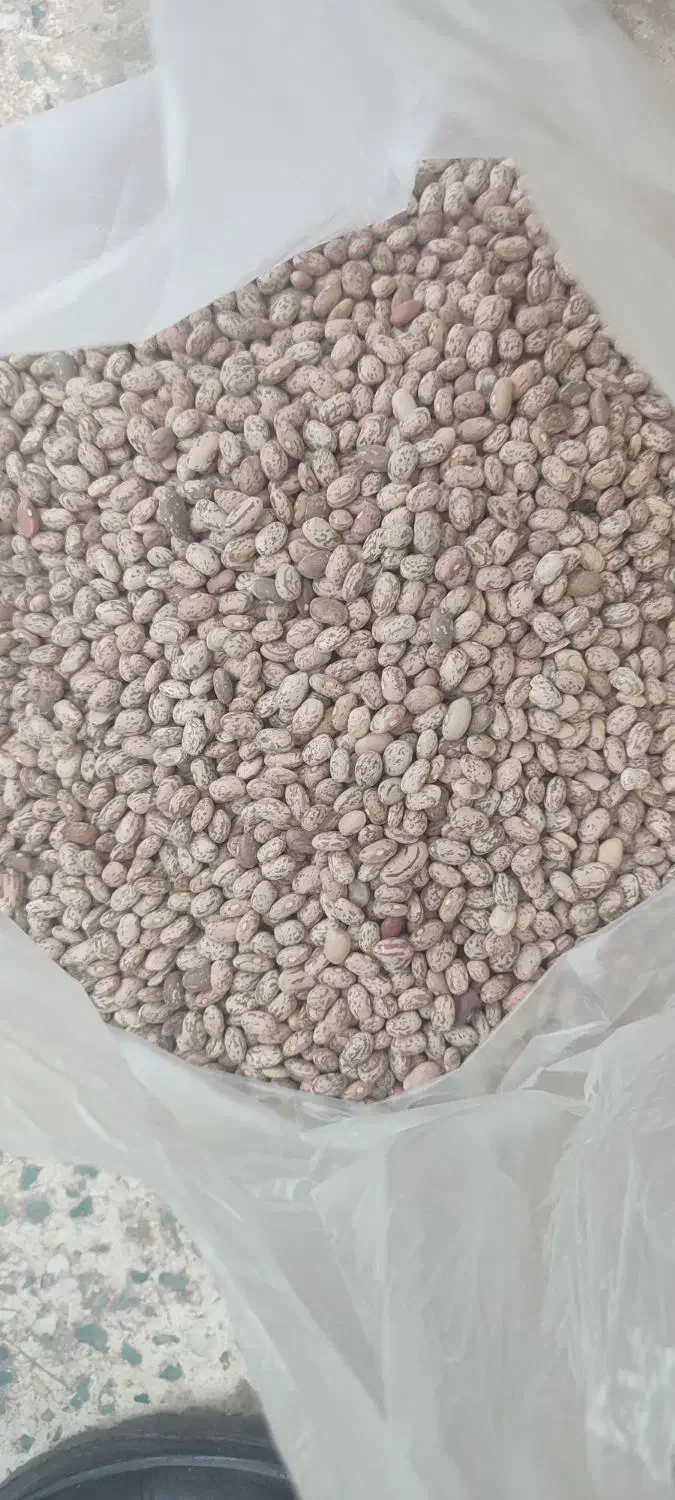 لوبیا چیتی|خوردنی و آشامیدنی|اهواز, کیانشهر|دیوار