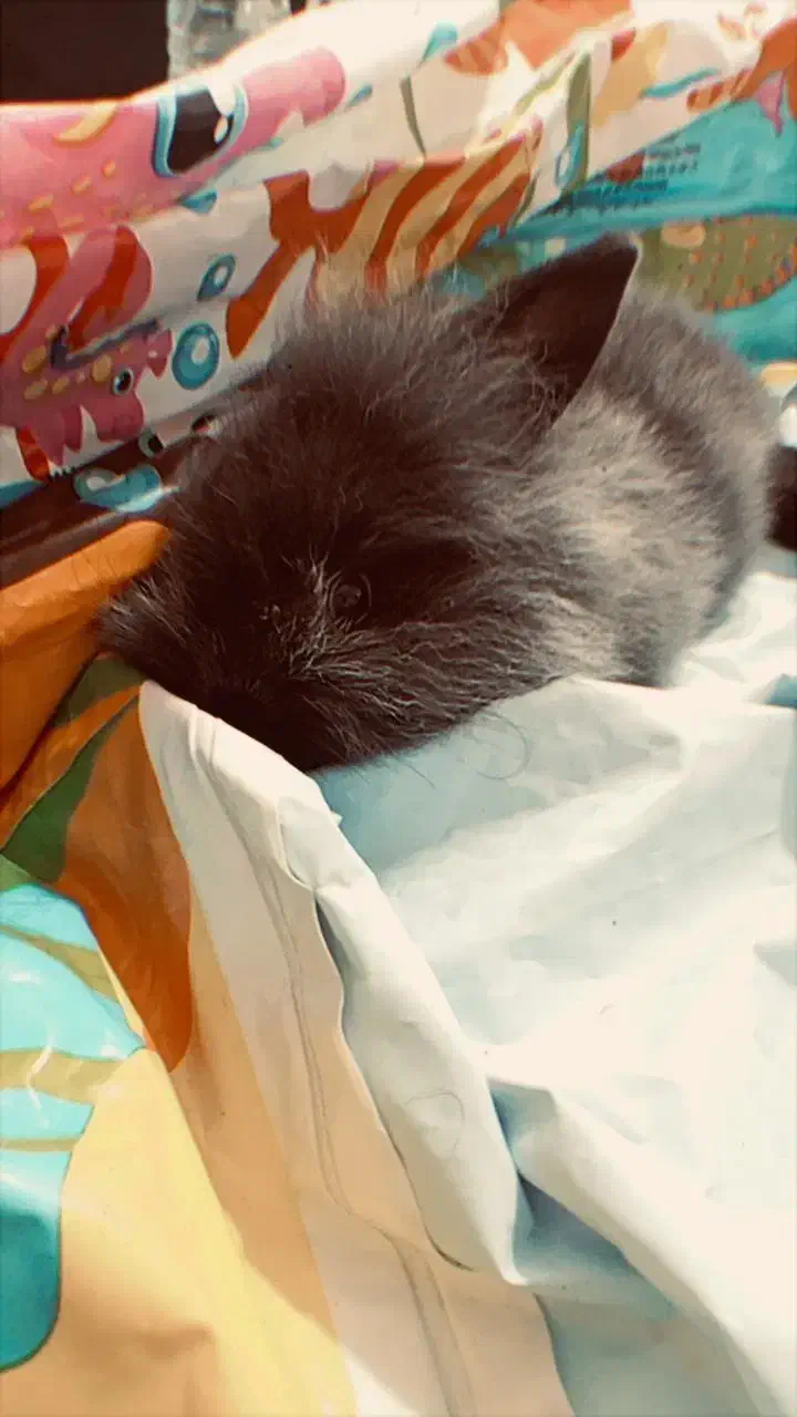 خرگوش|موش و خرگوش|خورموج, |دیوار