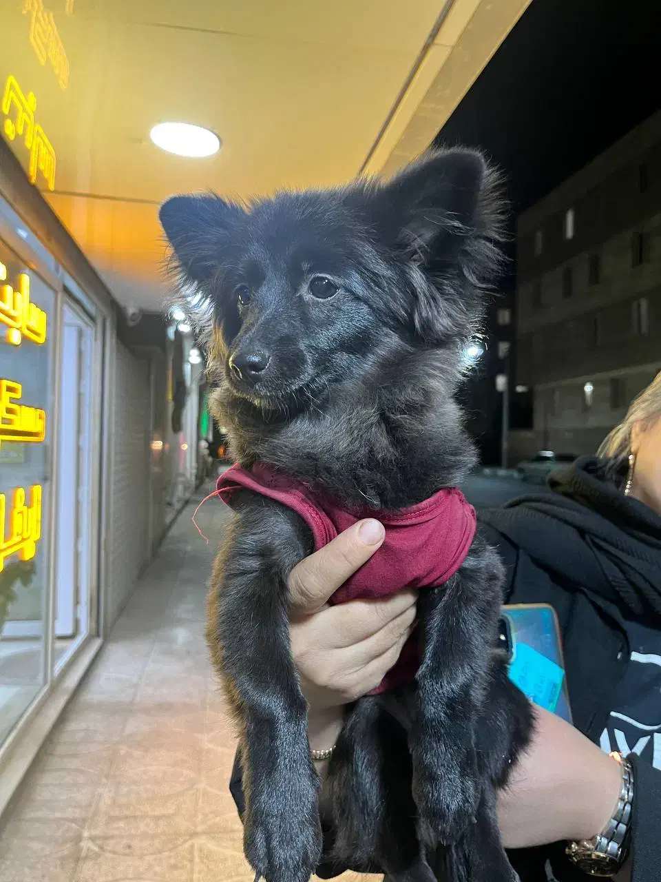 سگ پامرین گرگی کاملا سلام و واکسینه شده|سگ|شهریار, شهرک شاهد|دیوار