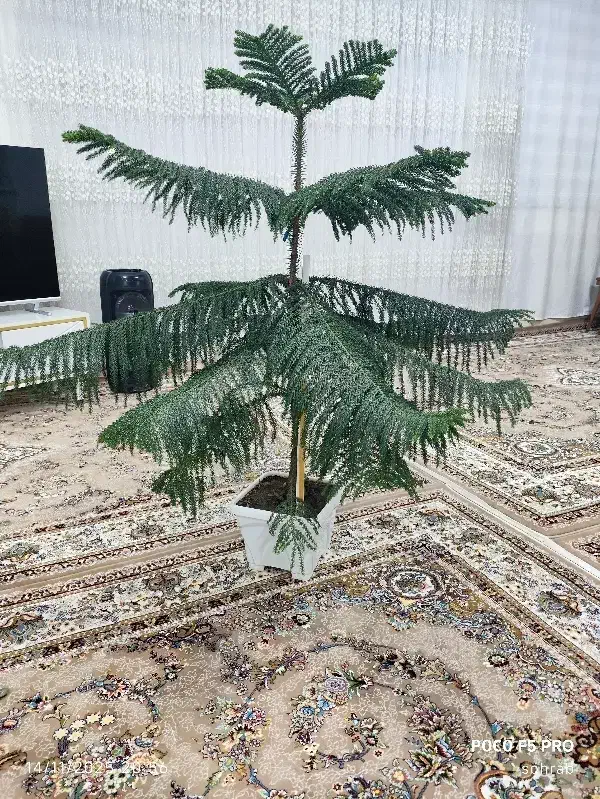 کاج مطبق|گل و گیاه طبیعی|مهاباد (آذربایجان غربی), |دیوار