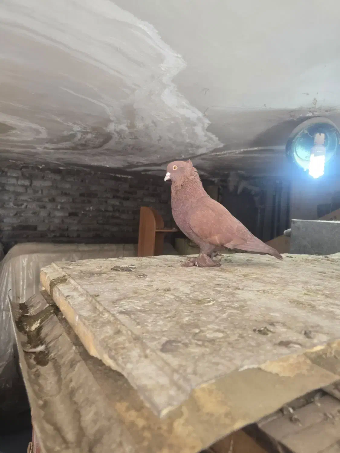 کبوتر راعبی سرخ دست آموز|پرنده|مشهد, عامل|دیوار