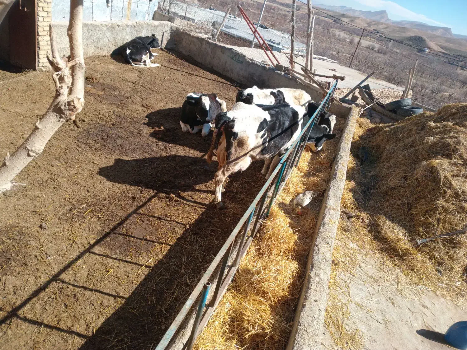 گاووتلیسه|حیوانات مزرعه|شیروان (خراسان), |دیوار