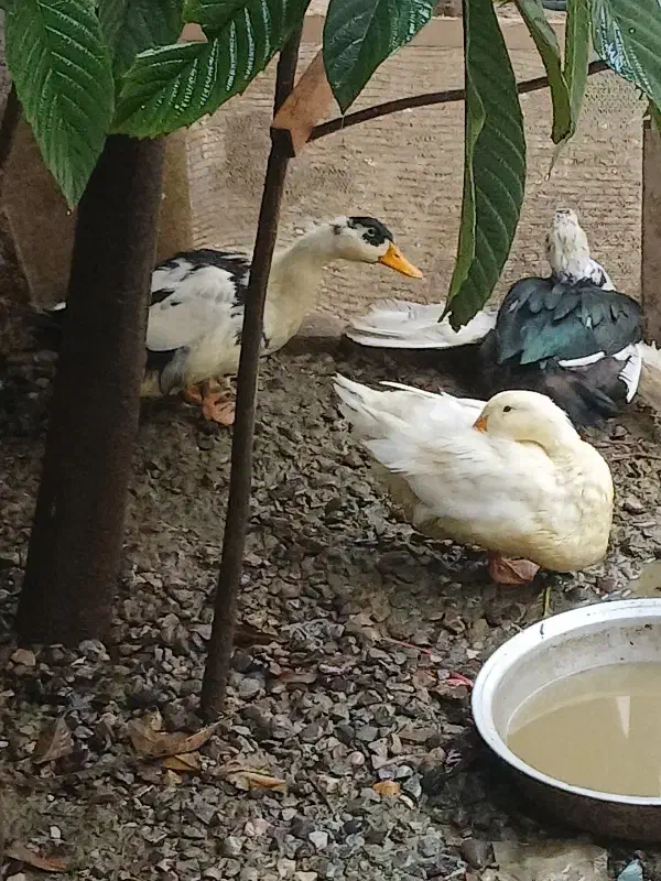 اردک|حیوانات مزرعه|رشت, جانبازان|دیوار