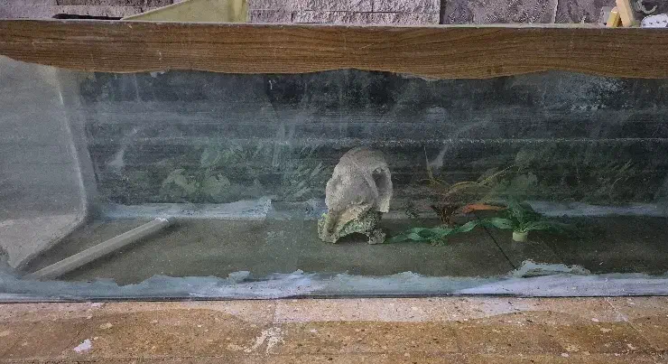 آکواریوم بزرگ رایگان|ماهی|مشهد, امام رضا (ع)|دیوار