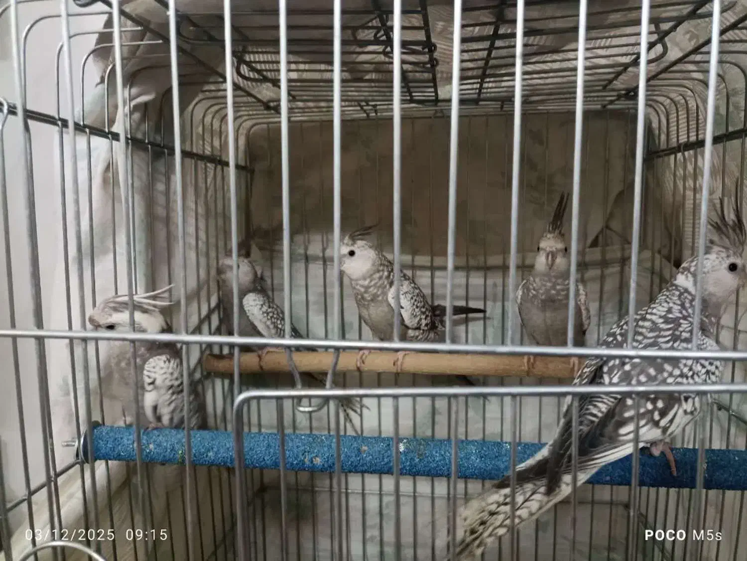 عروس هلندی|پرنده|مهریز, |دیوار