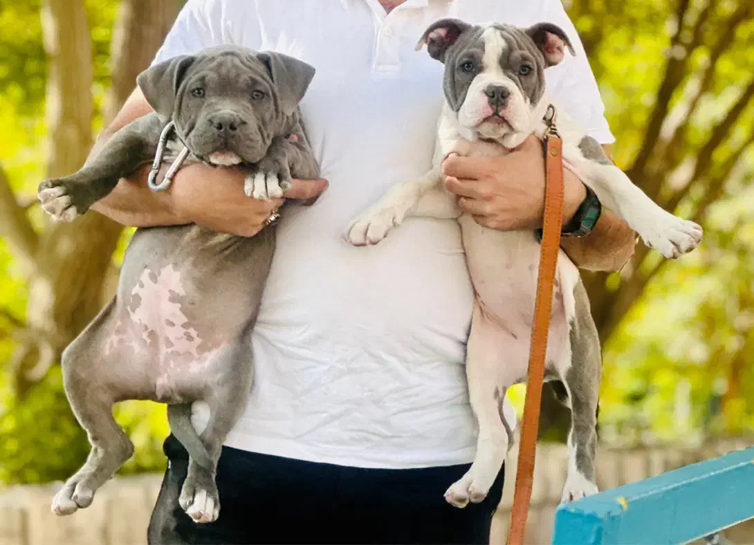 امریکن بولداک اصیل و خاص|سگ|کرمانشاه, |دیوار