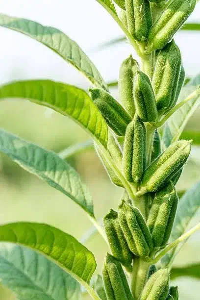 یک دسته کامل دارم  برای برداشت محصول کنجد|خدمات باغبانی و درختکاری|حمیدیه, |دیوار