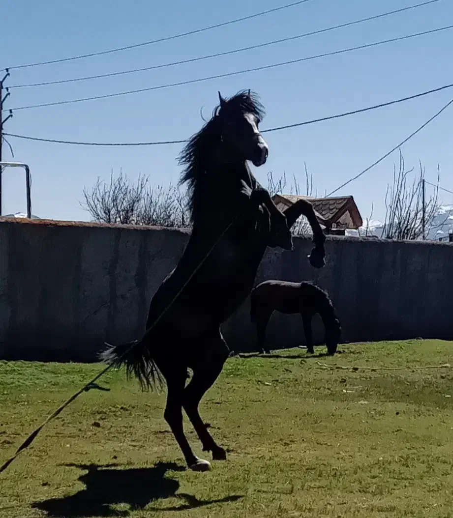 اسبنریانکرد|اسب و تجهیزات اسبسواری|سنندج, |دیوار