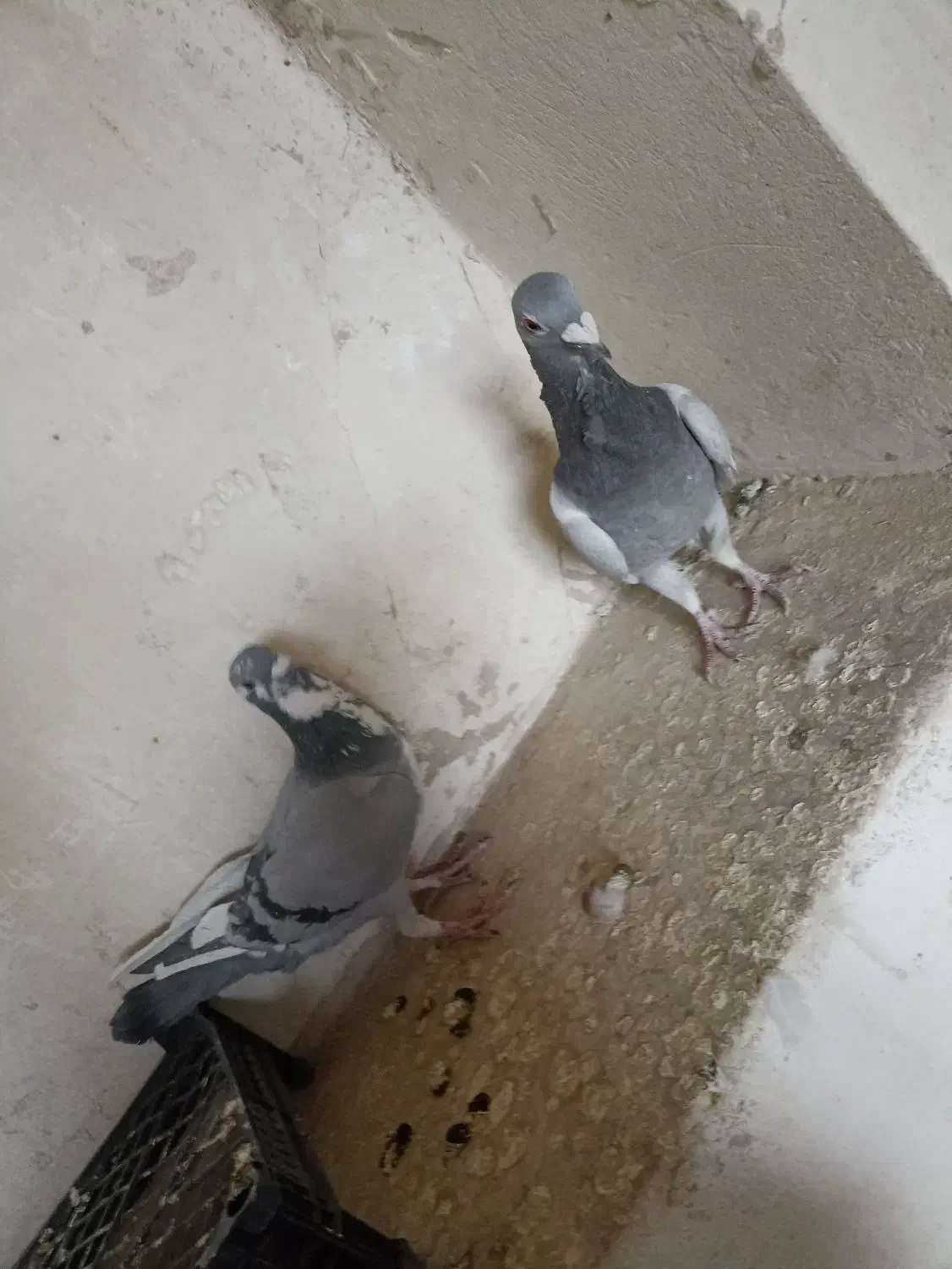 کبوتر پلاکی|پرنده|خمینیشهر, |دیوار