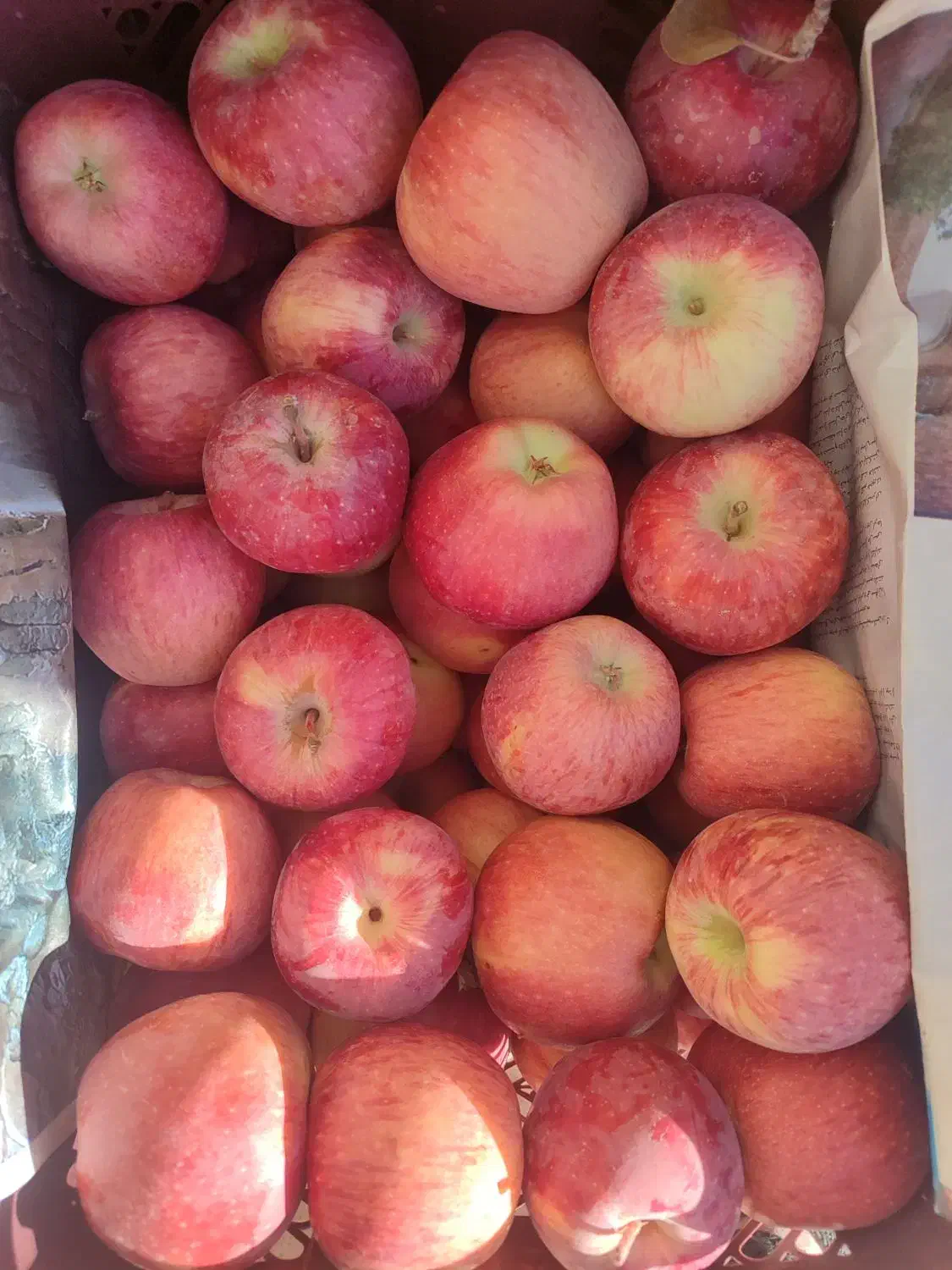 سیب قرمز سردخانه|خوردنی و آشامیدنی|آباده, |دیوار