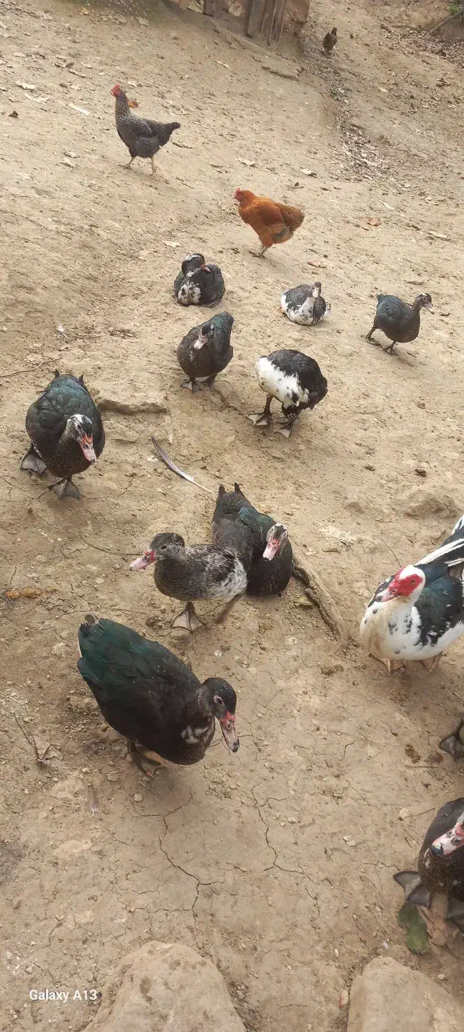 اردک اسرائیلی|حیوانات مزرعه|احمدسرگوراب, |دیوار