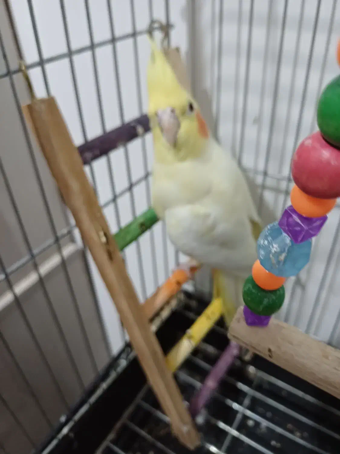 سلام یه عدد عروس هلندی به فروش میرسد|پرنده|پاکدشت, پاکدشت (مامازند)|دیوار