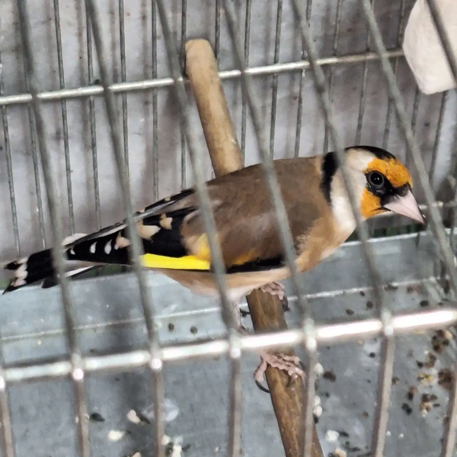 سهره جوجه قفس|پرنده|کرج, حصارک بالا|دیوار