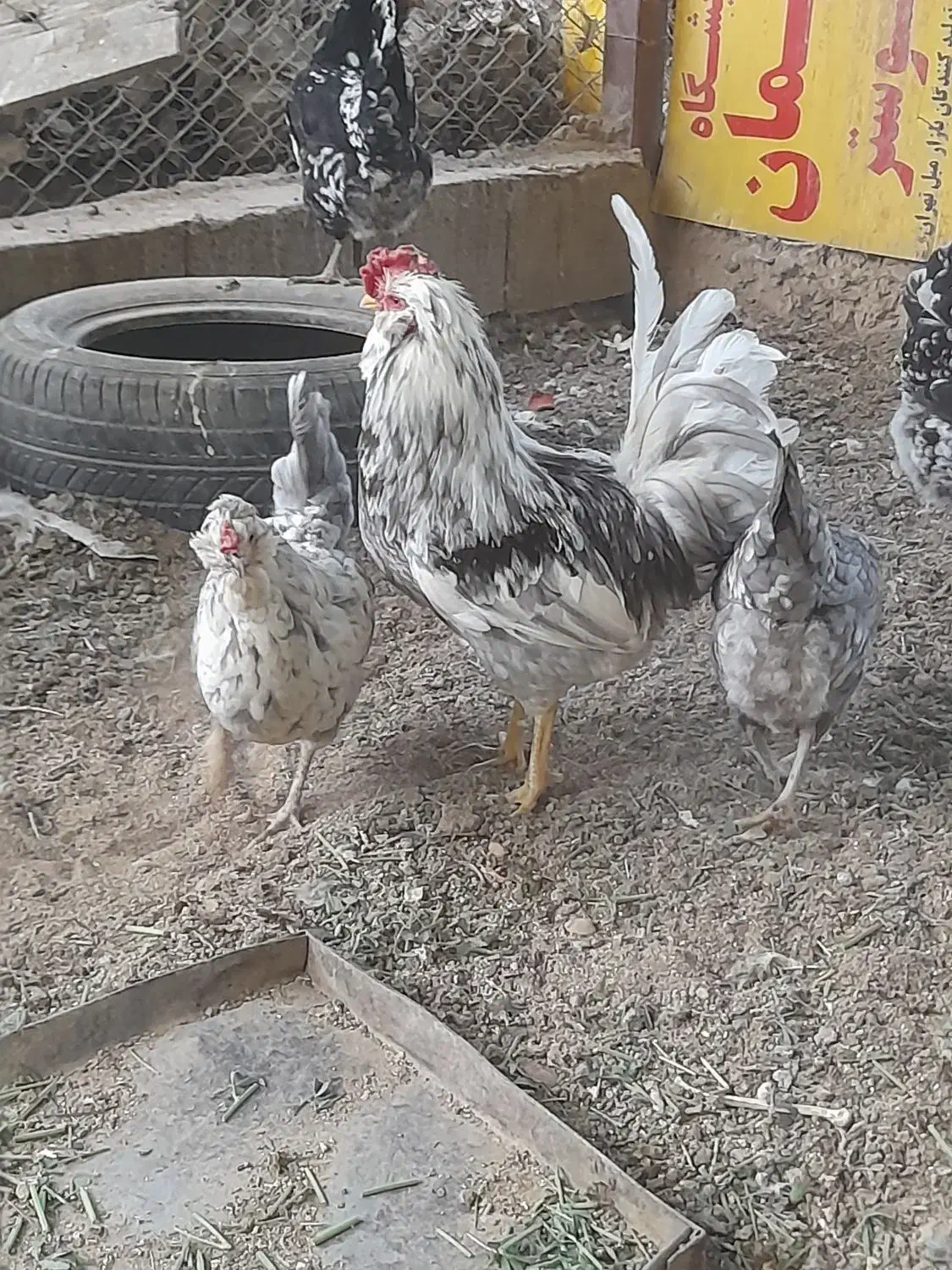 مرغ گلین طوسی فروش تخمرغ|حیوانات مزرعه|شهرکرد, |دیوار