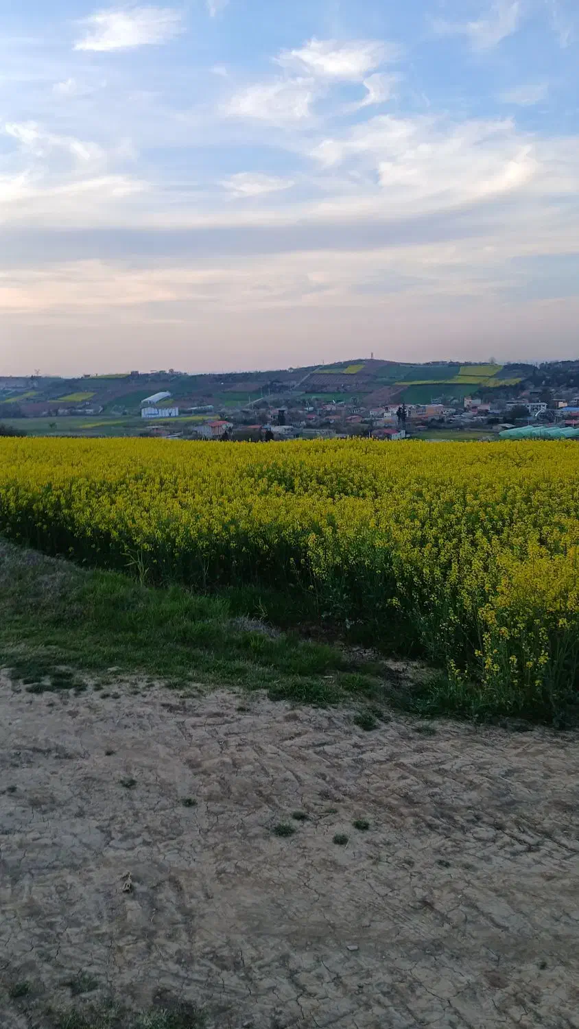 عسل|خوردنی و آشامیدنی|تهران, گاندی|دیوار