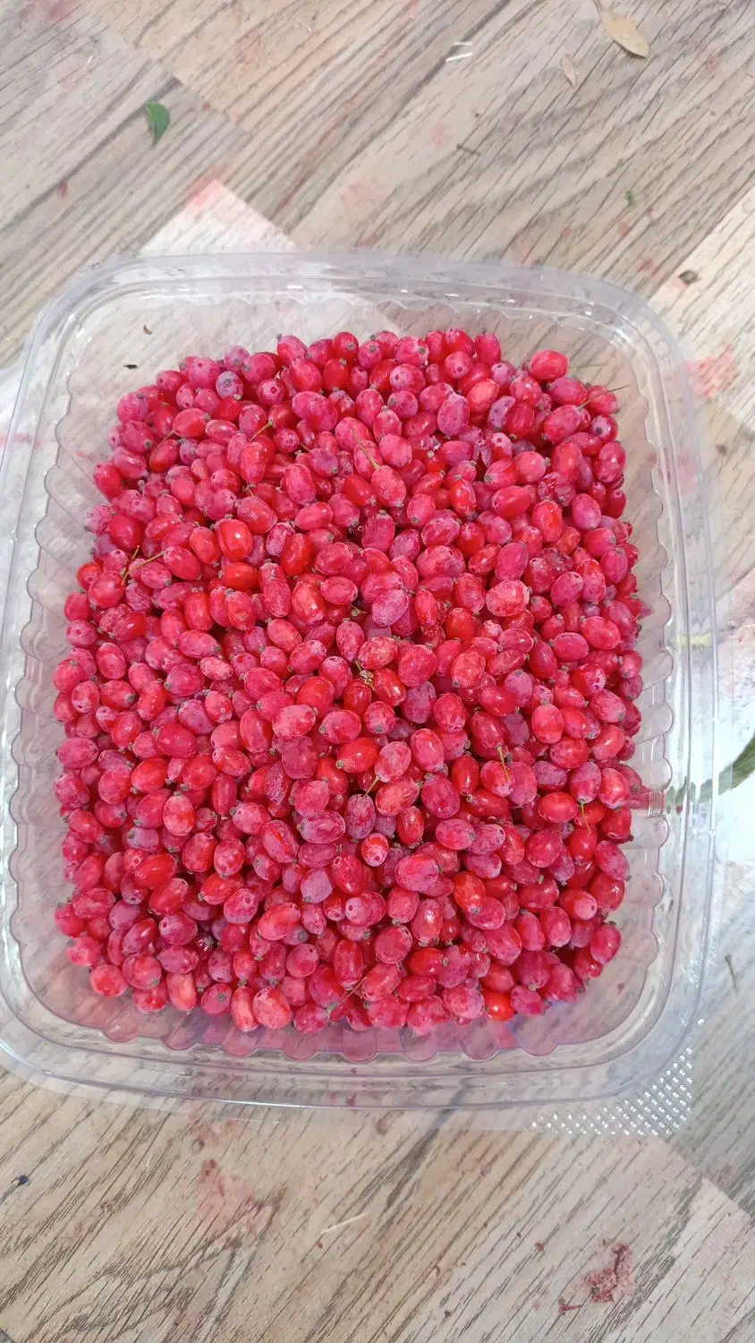 خریدار زرشک شاخه برای کارگاه زرشک دان کنی|خدمات باغبانی و درختکاری|قهستان, |دیوار