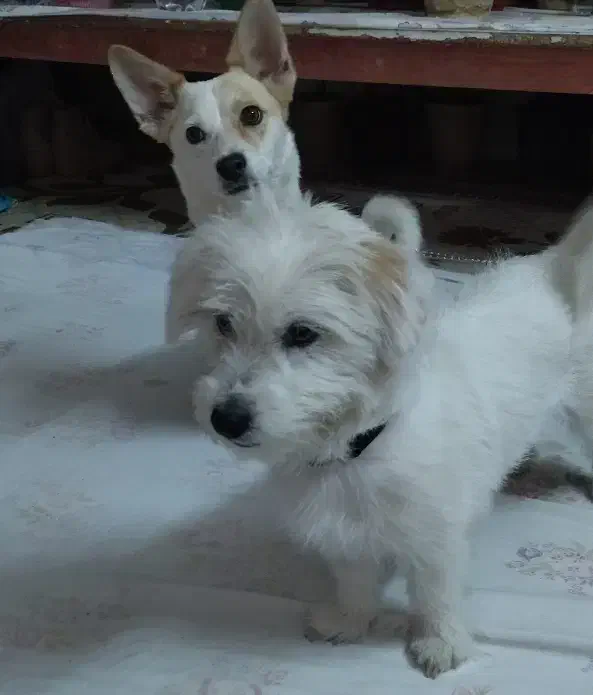 واگذاری|سگ|اصفهان, پوریای ولی|دیوار