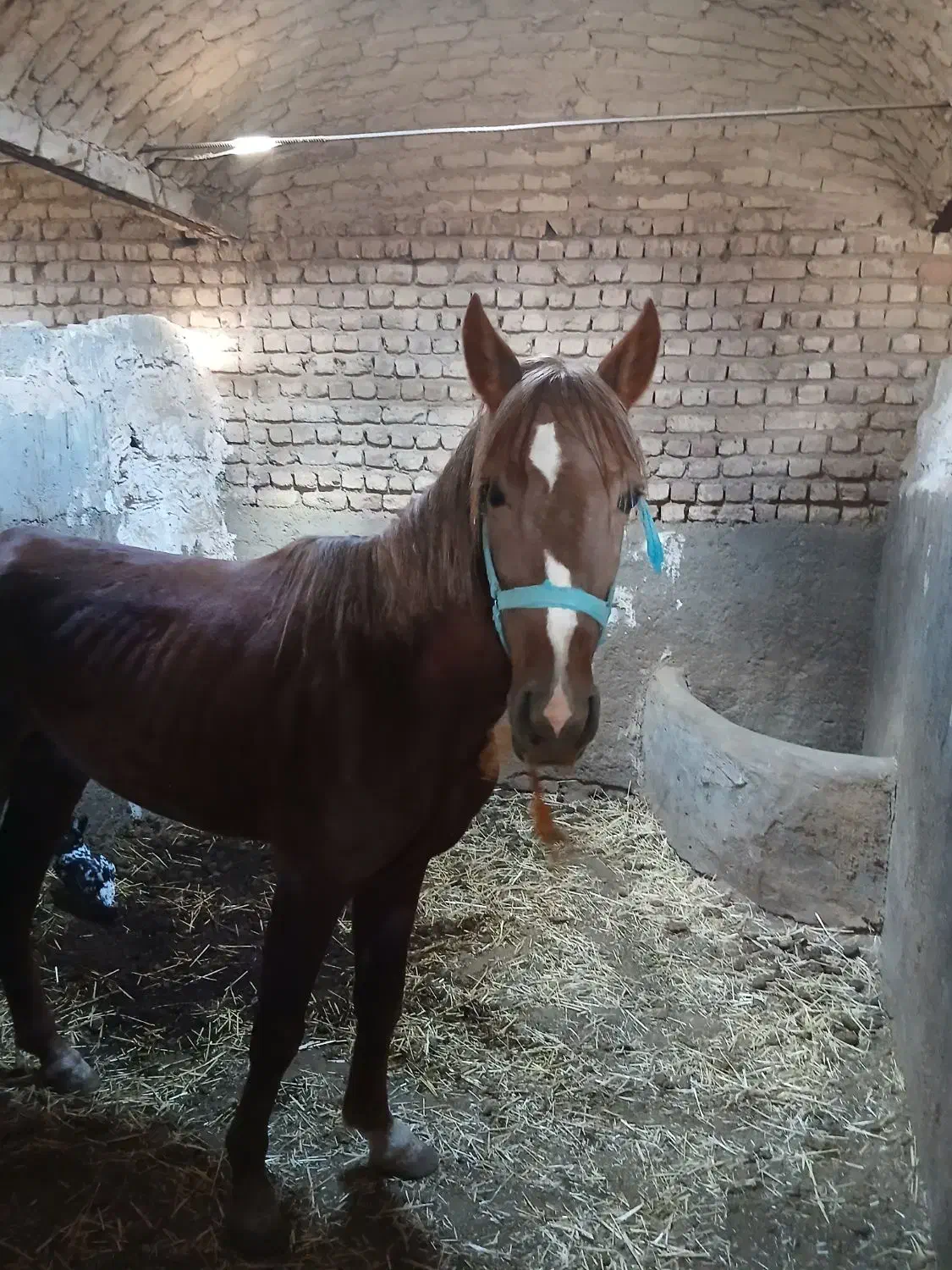 اسب نریون کرد|اسب و تجهیزات اسب‌سواری|قم, شاه ابراهیم|دیوار