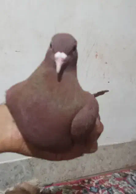 گلی دم سفید|پرنده|زرند, |دیوار