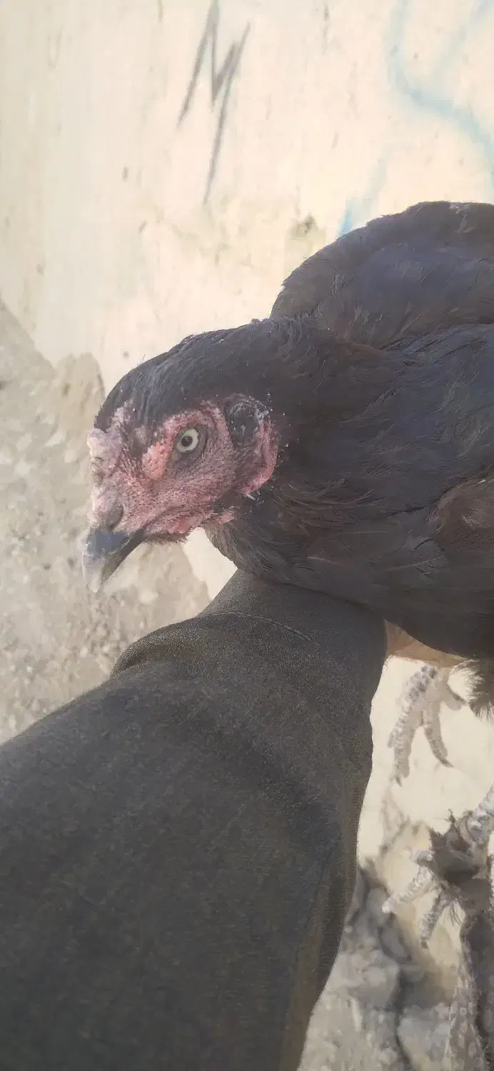 مرغ وخروس|حیوانات مزرعه|سراوان, |دیوار