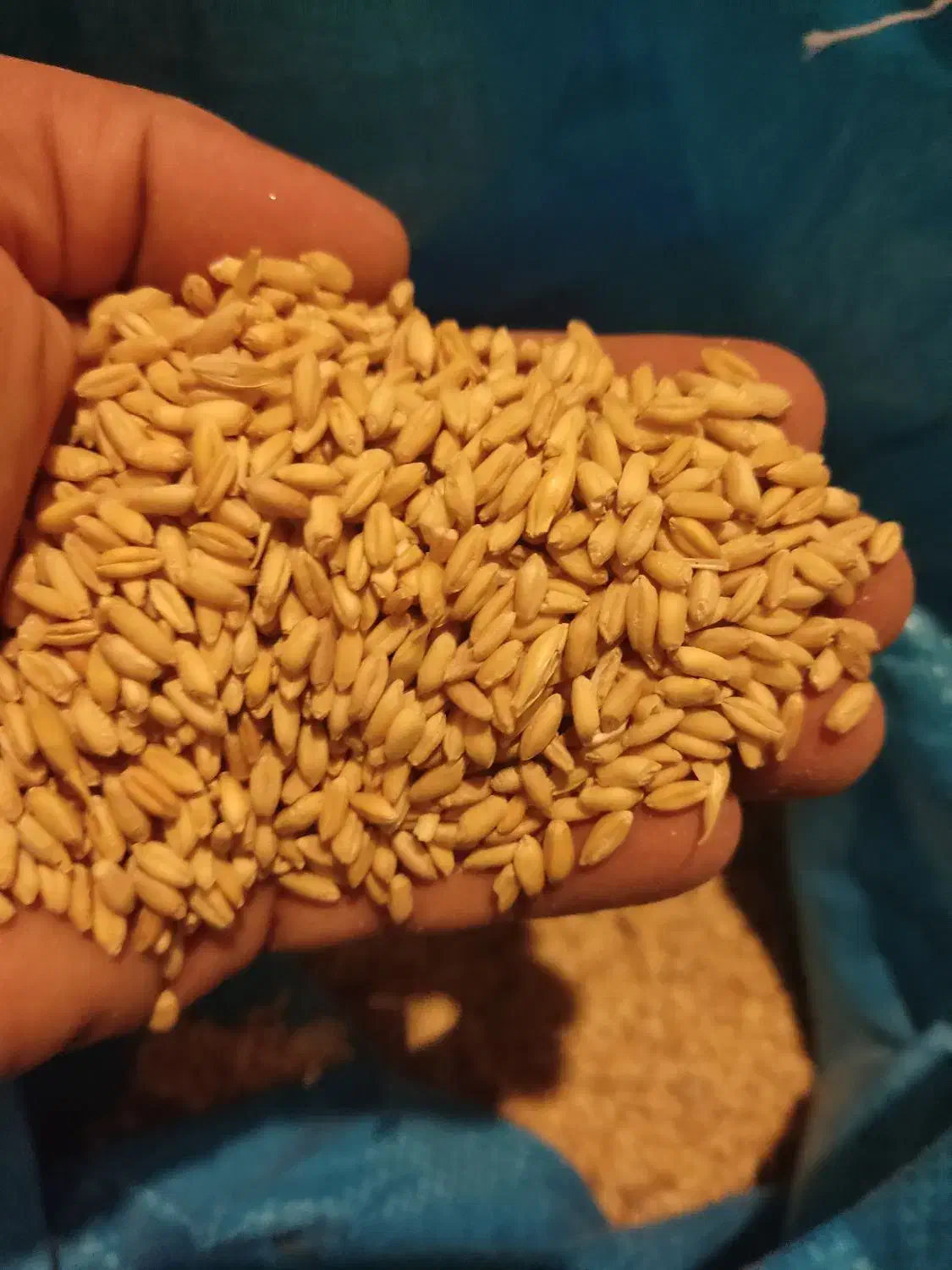 گندم بش|خوردنی و آشامیدنی|شیراز, شهرک امیر کبیر|دیوار