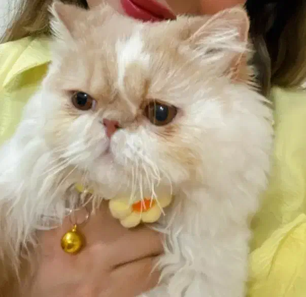 گربه پرشین نر|گربه|گلستان (تهران), |دیوار