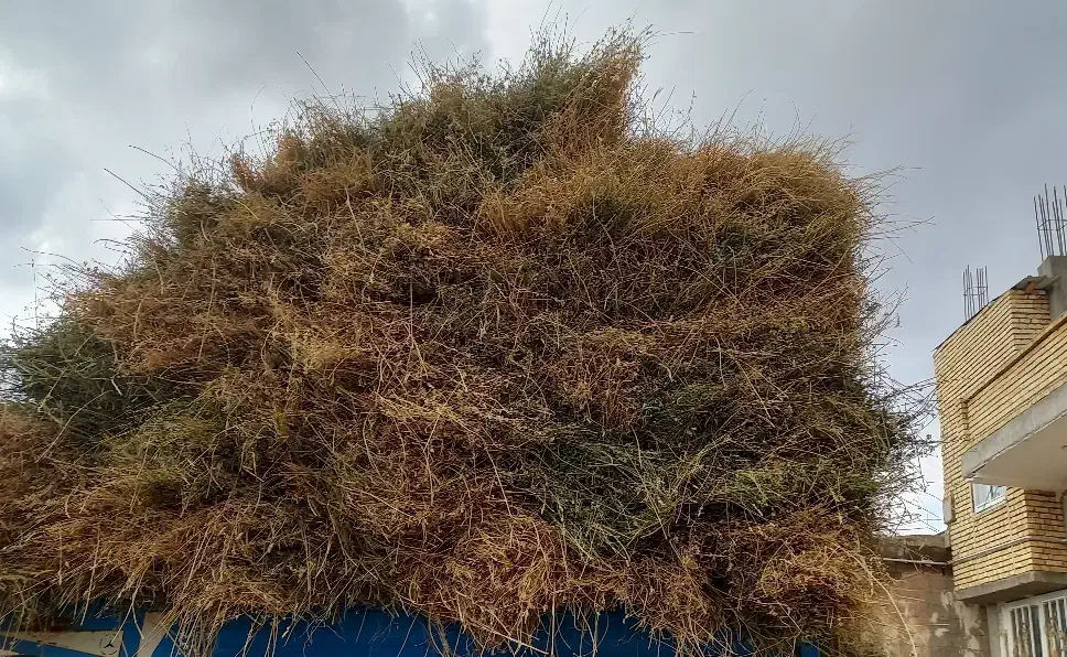 یونجه|خدمات باغبانی و درختکاری|باروق, |دیوار