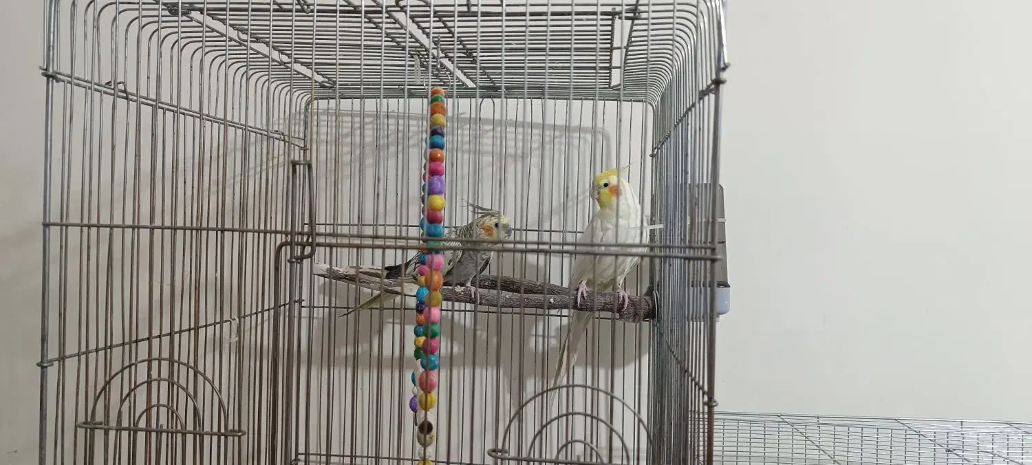 عروس هلندی|پرنده|مبارکه, |دیوار