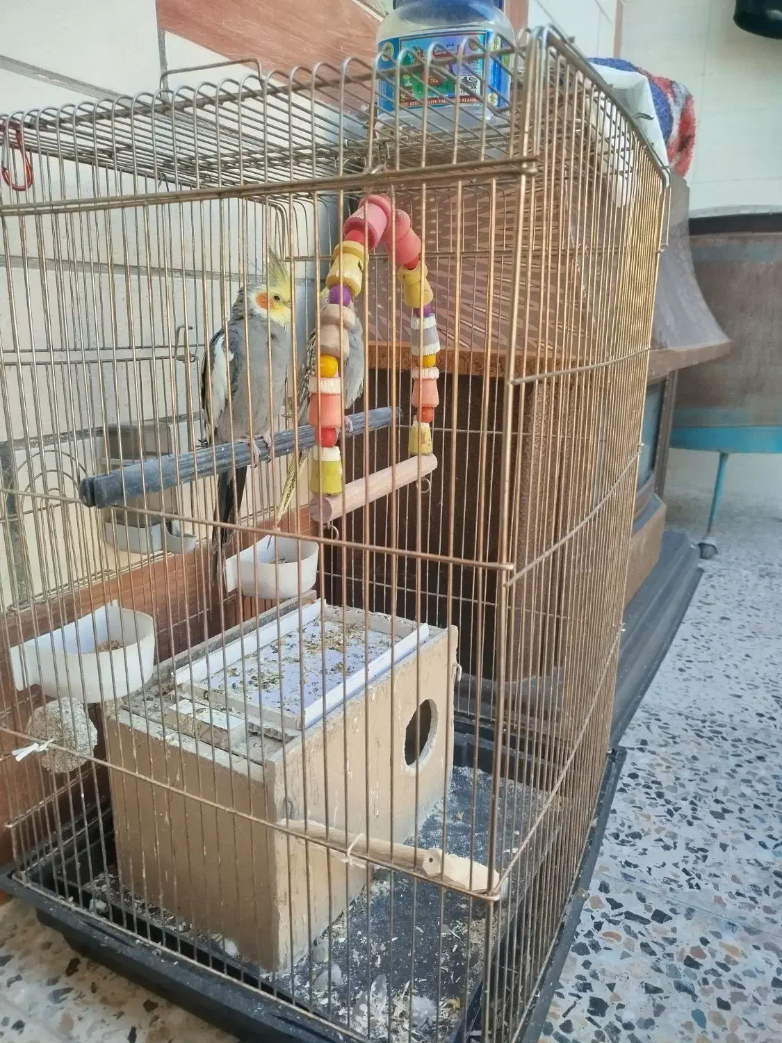 ی جفت عروس هلندی تخم گذار قیمت توافقی|پرنده|بهبهان, |دیوار