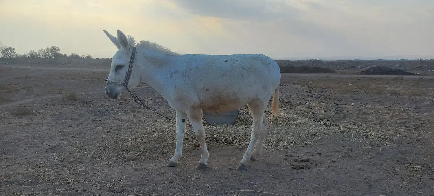 الاغ خر گله|حیوانات مزرعه|فرمهین, |دیوار