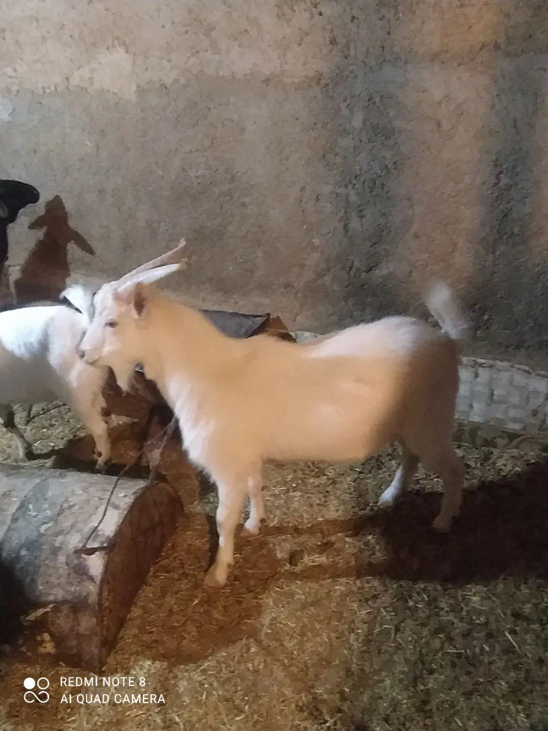 کره نر و بز ماده|حیوانات مزرعه|مهریز, |دیوار