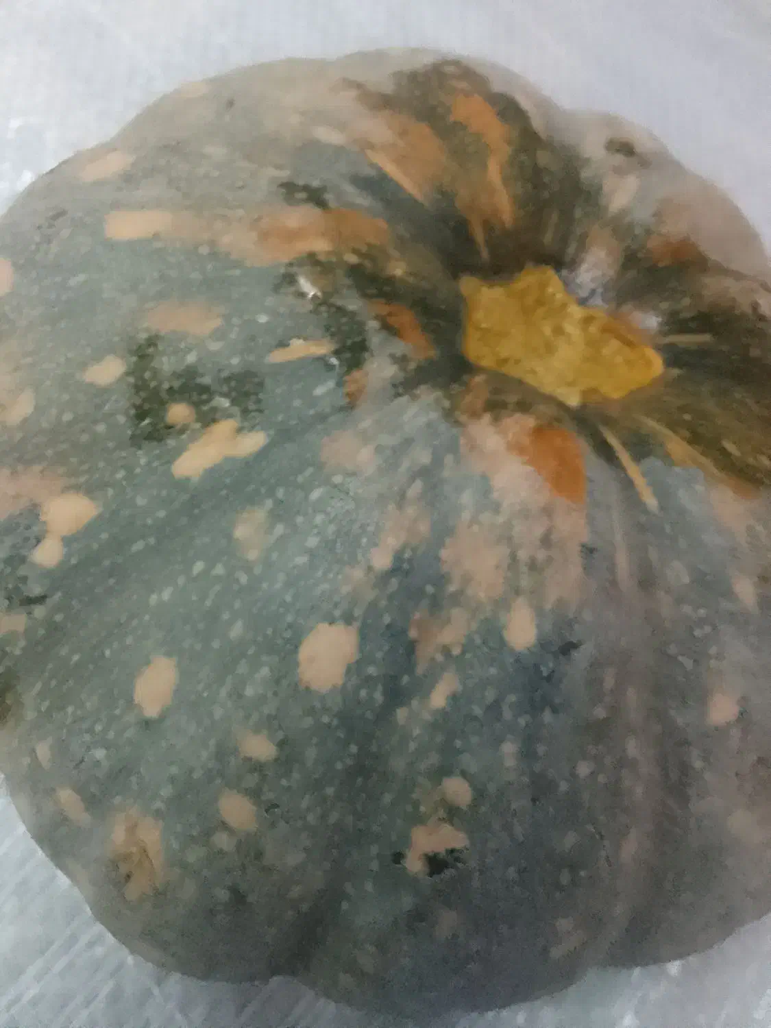 کدو دامی.*ارسال با نیسان.خوراک گاو.صومعه سرا|خوردنی و آشامیدنی|رشت, یخسازی|دیوار