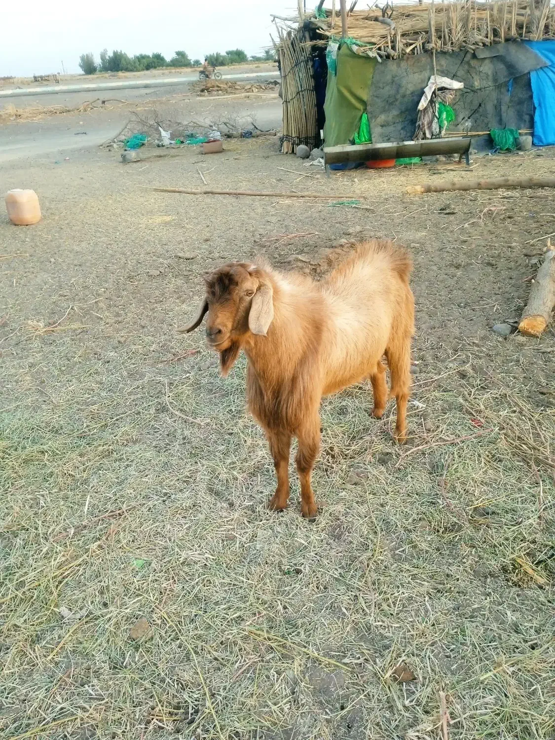 یک پاچن با یک بز فروش است|حیوانات مزرعه|ایرانشهر, |دیوار