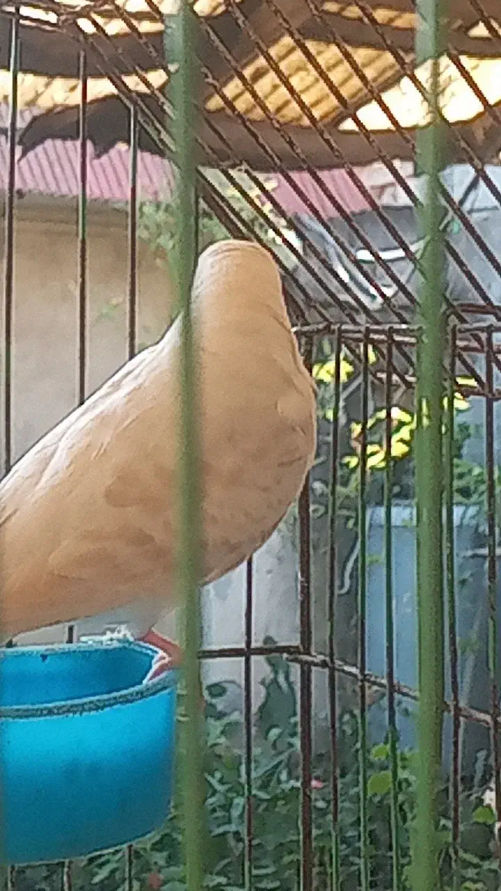 مرغ عشق|پرنده|لاهیجان, بازکیاگوراب|دیوار