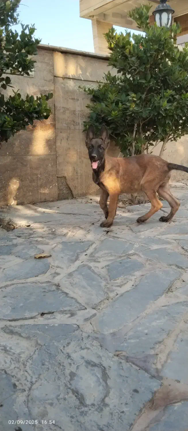 نژاد ..مالینوز|سگ|رودهن, |دیوار