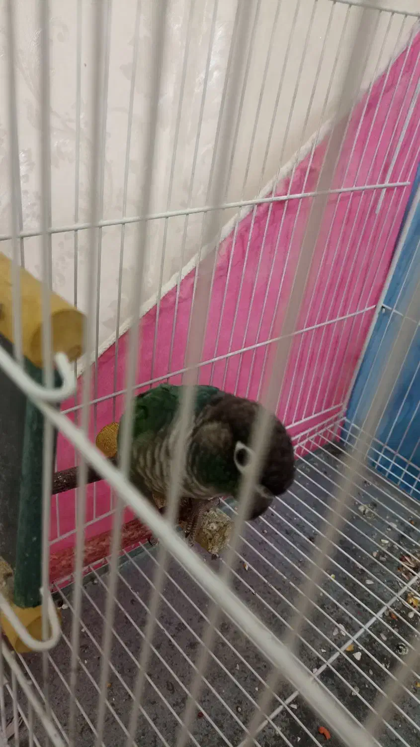 گرینچیک|پرنده|مشهد, مشکینی (شهرک غرب)|دیوار